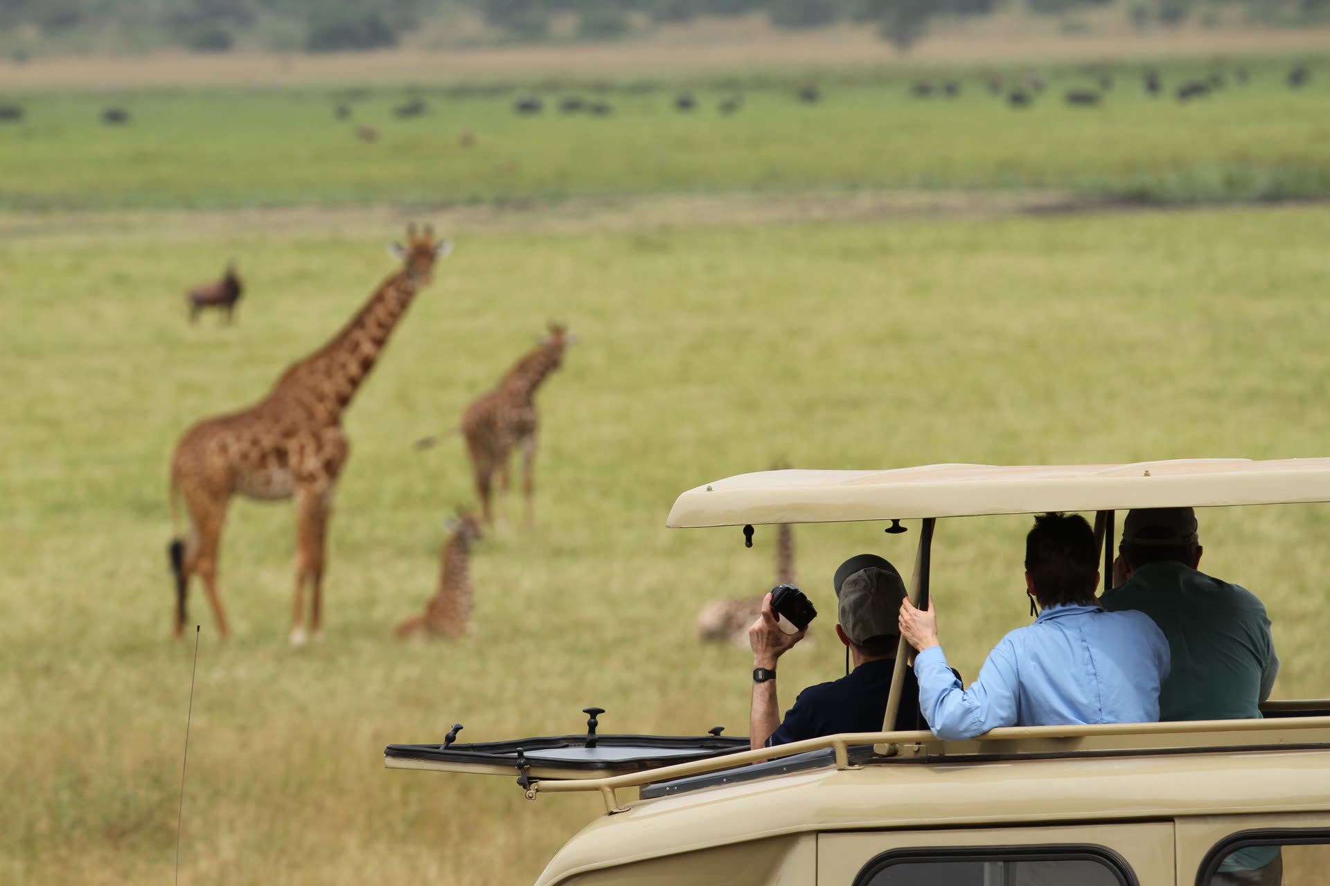 Giraffes and savannah plains in Akagera National Park