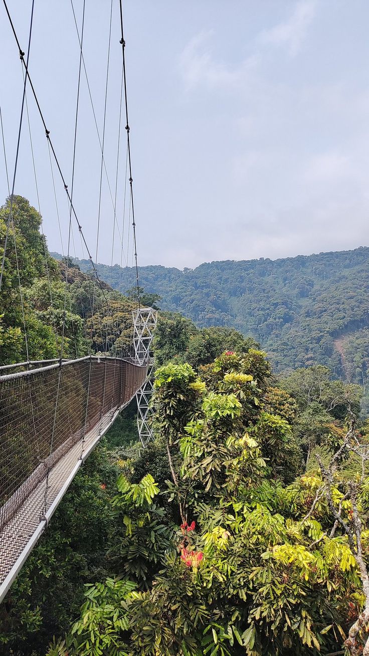 Canopy walkway suspended over Nyungwe rainforest